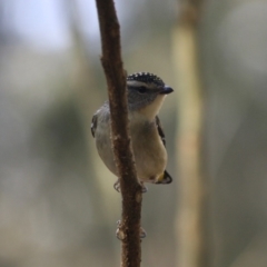 Pardalotus punctatus at Moruya, NSW - 8 Jul 2019