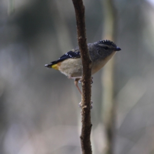 Pardalotus punctatus at Moruya, NSW - 8 Jul 2019