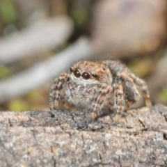 Maratus vespertilio (Bat-like peacock spider) at Dunlop, ACT - 7 Jul 2019 by Harrisi