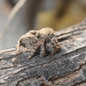 Maratus vespertilio at Dunlop, ACT - 7 Jul 2019