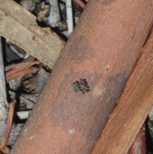 Maratus vespertilio at Dunlop, ACT - 7 Jul 2019