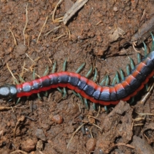 Scolopendra laeta at Dunlop, ACT - 7 Jul 2019