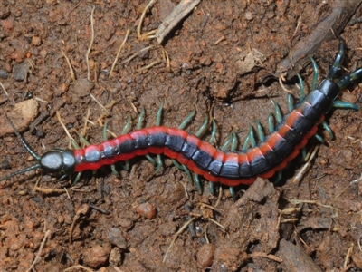 Scolopendra laeta (Giant Centipede) at Dunlop, ACT - 7 Jul 2019 by Harrisi