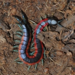 Scolopendra laeta at Dunlop, ACT - 7 Jul 2019