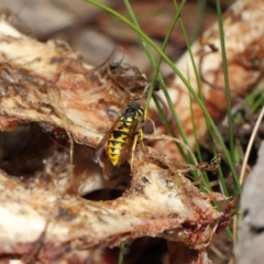 Vespula germanica (German Yellowjacket Wasp (also known as European Wasp)) at Acton, ACT - 10 Jul 2019 by TimL