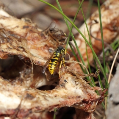 Vespula germanica (European wasp) at ANBG - 10 Jul 2019 by TimL