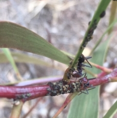 Iridomyrmex purpureus (Meat Ant) at Griffith Woodland - 10 Jul 2019 by AlexKirk