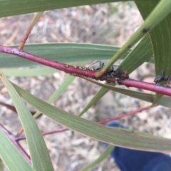 Iridomyrmex purpureus at Griffith, ACT - 10 Jul 2019 12:06 PM