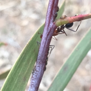 Iridomyrmex purpureus at Griffith, ACT - 10 Jul 2019 12:06 PM