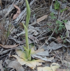 Oligochaetochilus sp. (A Rustyhood Orchid) at Conder, ACT - 23 Sep 2014 by michaelb
