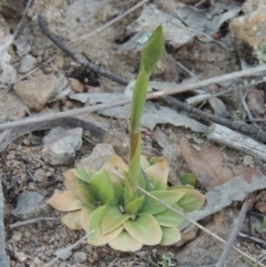 Oligochaetochilus sp. at Conder, ACT - 23 Sep 2014