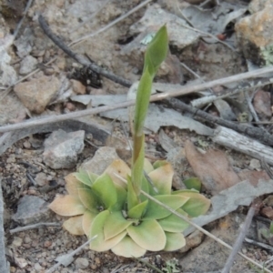 Oligochaetochilus sp. at Conder, ACT - 23 Sep 2014