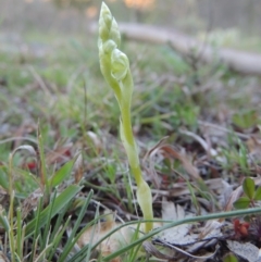 Hymenochilus sp. (A Greenhood Orchid) at Rob Roy Range - 22 Sep 2015 by michaelb