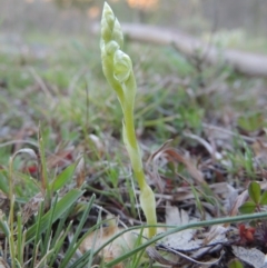 Hymenochilus sp. (A Greenhood Orchid) at Conder, ACT - 23 Sep 2015 by MichaelBedingfield