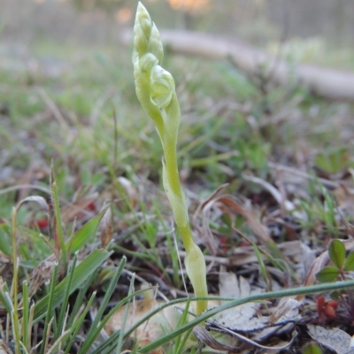 Hymenochilus sp. (A Greenhood Orchid) at Conder, ACT - 23 Sep 2015 by MichaelBedingfield