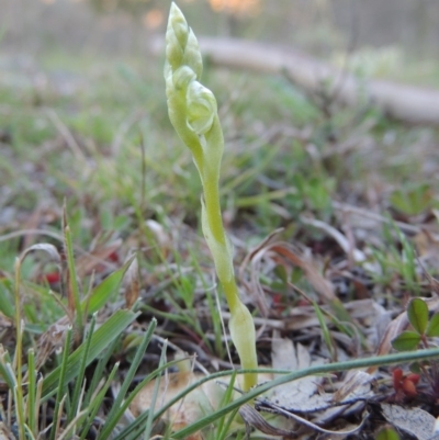 Hymenochilus sp. (A Greenhood Orchid) at Rob Roy Range - 22 Sep 2015 by michaelb