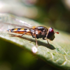 Melangyna viridiceps (Hover fly) at Ngunnawal, ACT - 21 Jun 2019 by Angus44