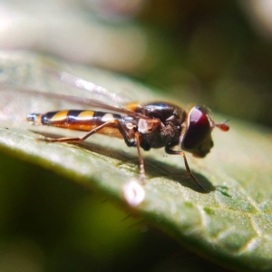 Melangyna viridiceps at Ngunnawal, ACT - 22 Jun 2019