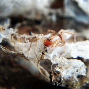 Clubiona sp. (genus) at Casey, ACT - 13 Jun 2019