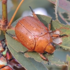 Anoplognathus porosus (Porosus Christmas beetle) at Tharwa, ACT - 31 Jan 2015 by michaelb
