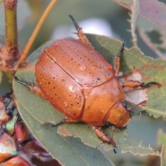 Anoplognathus porosus (Porosus Christmas beetle) at Point Hut to Tharwa - 31 Jan 2015 by michaelb