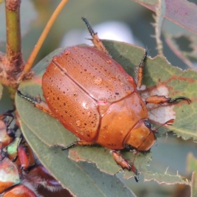 Anoplognathus porosus (Porosus Christmas beetle) at Tharwa, ACT - 31 Jan 2015 by michaelb