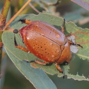 Anoplognathus porosus at Tharwa, ACT - 31 Jan 2015