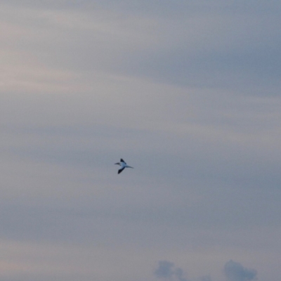 Morus serrator (Australasian Gannet) at Broulee Moruya Nature Observation Area - 11 Jul 2019 by LisaH