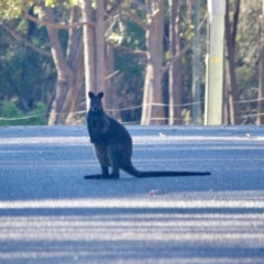 Wallabia bicolor (Swamp Wallaby) at Moruya, NSW - 11 Jul 2019 by LisaH