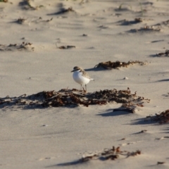 Anarhynchus ruficapillus (Red-capped Plover) at Batemans Marine Park - 11 Jul 2019 by LisaH