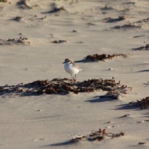 Anarhynchus ruficapillus at Broulee, NSW - 11 Jul 2019 10:45 AM