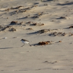 Anarhynchus ruficapillus at Broulee, NSW - 11 Jul 2019 10:45 AM