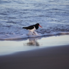 Haematopus longirostris (Australian Pied Oystercatcher) at Broulee Moruya Nature Observation Area - 11 Jul 2019 by LisaH