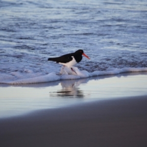 Haematopus longirostris at Broulee, NSW - suppressed