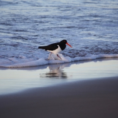 Haematopus longirostris (Australian Pied Oystercatcher) at Broulee Moruya Nature Observation Area - 11 Jul 2019 by LisaH