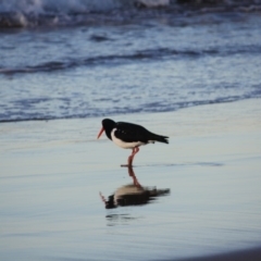 Haematopus longirostris at Broulee, NSW - suppressed