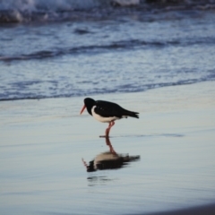 Haematopus longirostris at Broulee, NSW - 11 Jul 2019