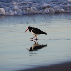 Haematopus longirostris at Broulee, NSW - suppressed