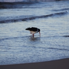 Haematopus longirostris at Broulee, NSW - 11 Jul 2019