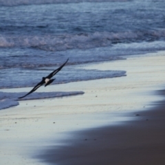 Haematopus longirostris at Broulee, NSW - suppressed