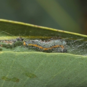 Chlenias (genus) at Hackett, ACT - 10 Jul 2019