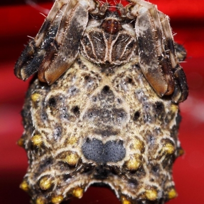 Celaenia calotoides (Bird-dropping spider) at Evatt, ACT - 6 Dec 2013 by TimL