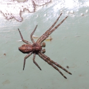 Tmarus marmoreus at Acton, ACT - 30 Jun 2019 01:25 PM