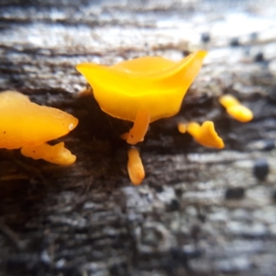 Heterotextus sp. (A yellow saprophytic jelly fungi) at Namadgi National Park - 10 Jul 2019 by purple66