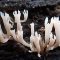 Artomyces sp. (A coral fungus) at Tennent, ACT - 10 Jul 2019 by purple66