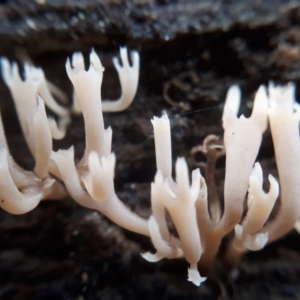 Artomyces sp. at Tennent, ACT - 10 Jul 2019 11:08 AM