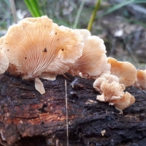 zz Agaric (stemless) at Tennent, ACT - 10 Jul 2019