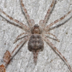 Tamopsis sp. (genus) (Two-tailed spider) at ANBG - 26 Jun 2019 by TimL