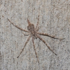 Tamopsis sp. (genus) at Hackett, ACT - 26 Jun 2019 01:08 PM