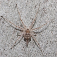 Tamopsis sp. (genus) at Hackett, ACT - 26 Jun 2019